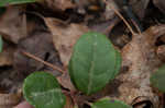 Eastern teaberry <BR>Wintergreen